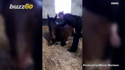 Cop-Clop! Funny Footage Shows a Grumpy Police Horse Being Coaxed to Get up by Trainer!