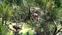 Ağaçtaki yuvadan düşen yavru kartallar etle besleniyor