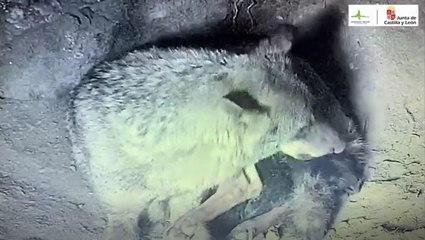 Nacimiento de tres cachorros, hijos de la loba 'Jara'