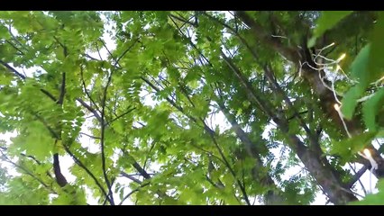 NL GOURMETS, TRAITEUR AFRICAIN RAFFINÉ NL Gourmetswww.nlgourmets.fr