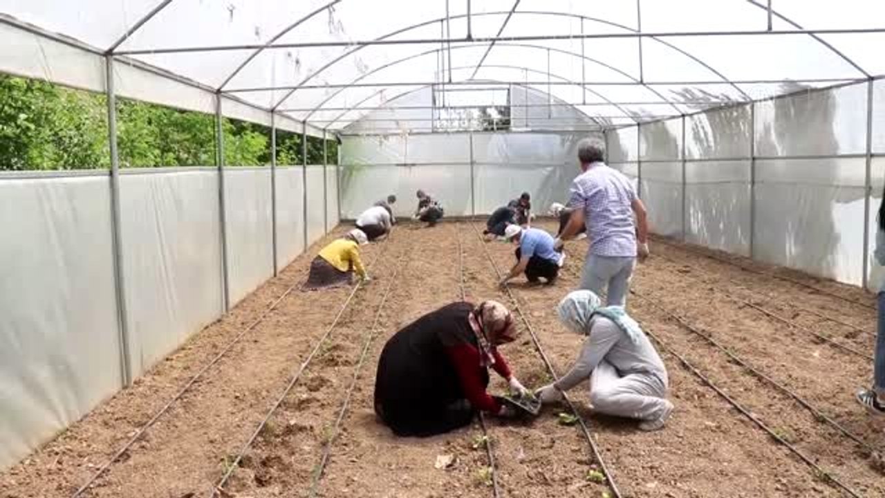 Kovid-19 nedeniyle okula gidemeyen öğrencilerin yerine seraya öğretmenleri fide dikti