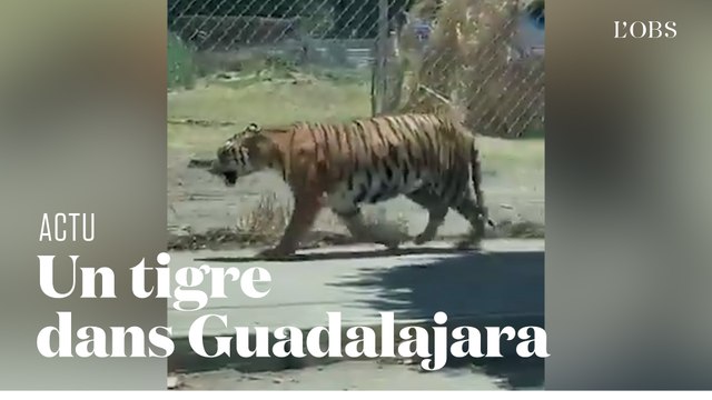 Un tigre capturé au lasso dans les rues de Guadalajara au Mexique