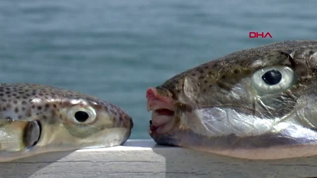 ANTALYA Balon balığı öldürüyordu