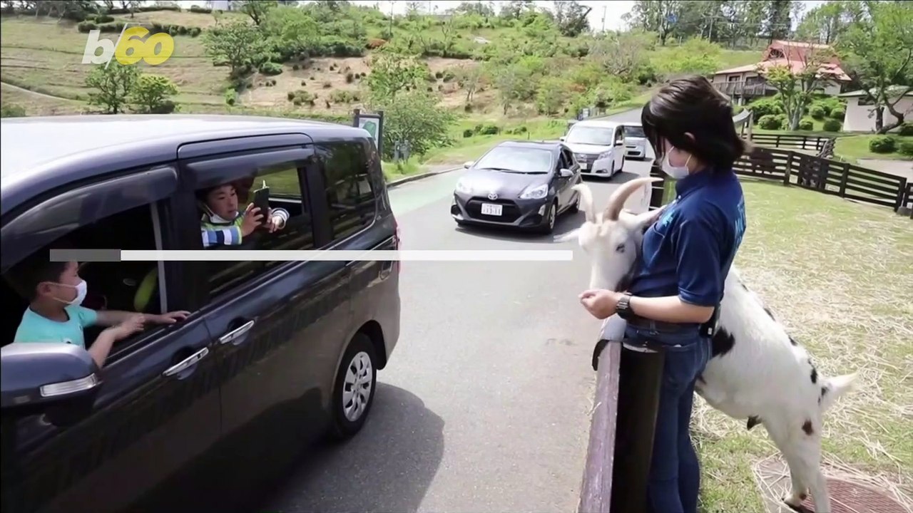Introducing Japan’s Ingenius Drive-Thru Petting Zoo (You Know, Without the Petting)