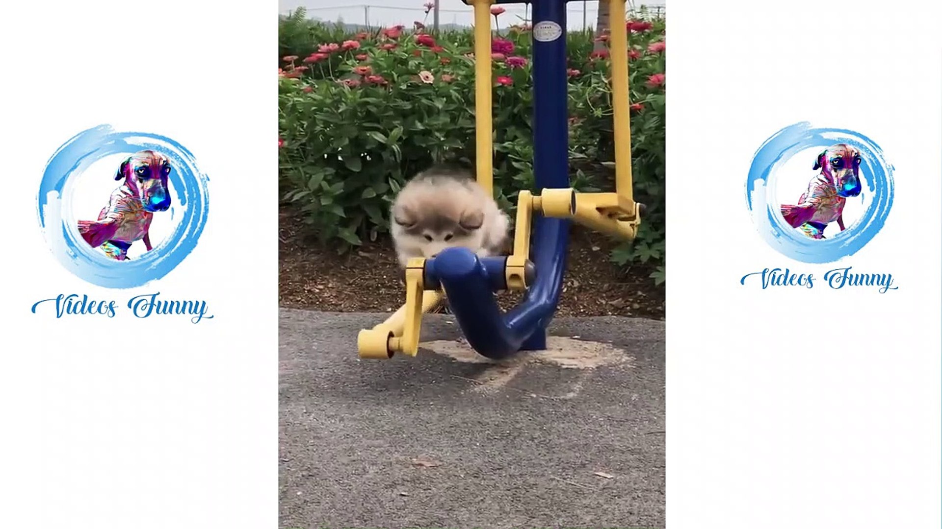 Cute Pets And Funny Animals Compilation