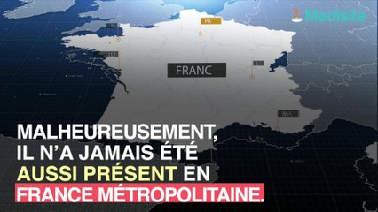 Allergie aux piqûres de moustique-tigre : les signes qui ne trompent pas