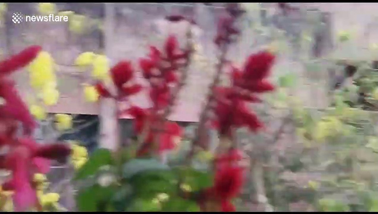 Silk cotton blown by strong gusts as Delhi heat broken by storms