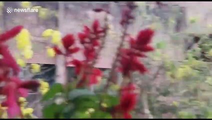 Silk cotton blown by strong gusts as Delhi heat broken by storms