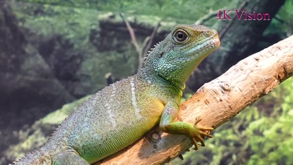 Birds and Animals 4k video | Ultra HD Demo  2020