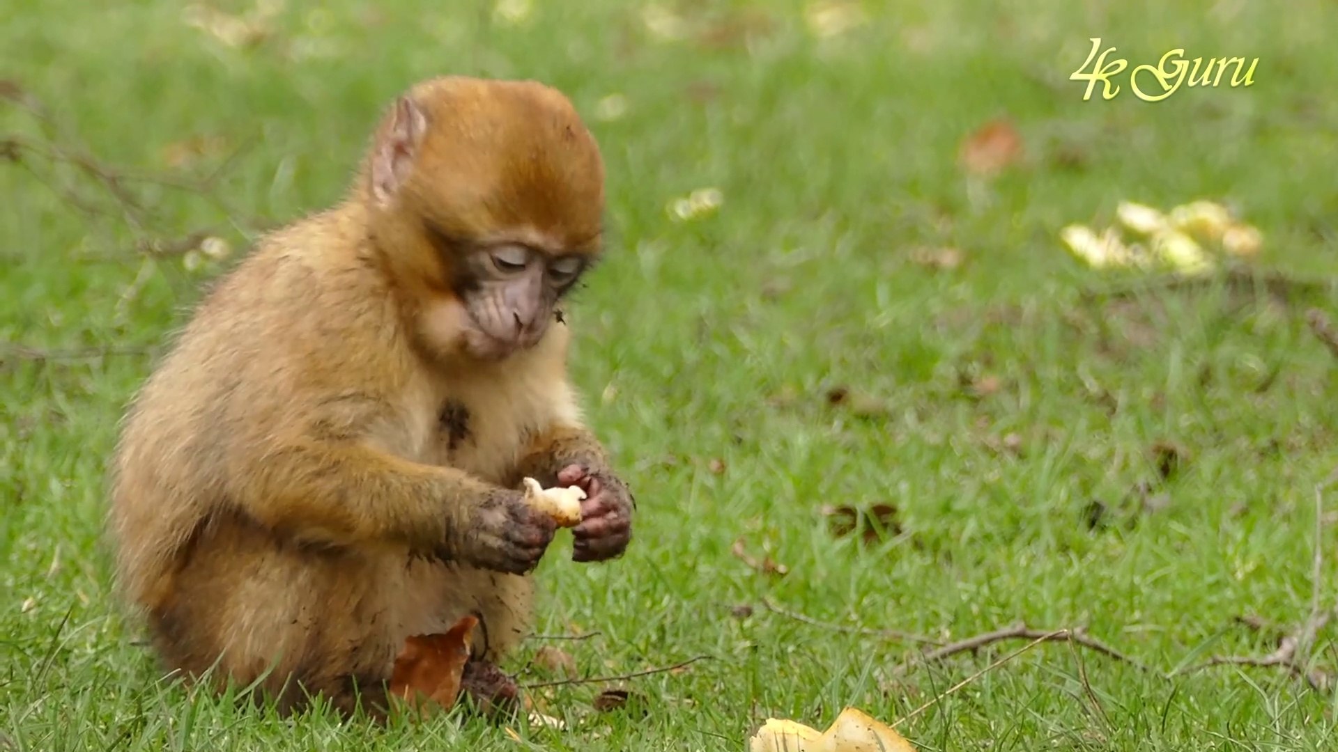 Little Monkey Baby 4k Ultra HD | 4k Monkey Video