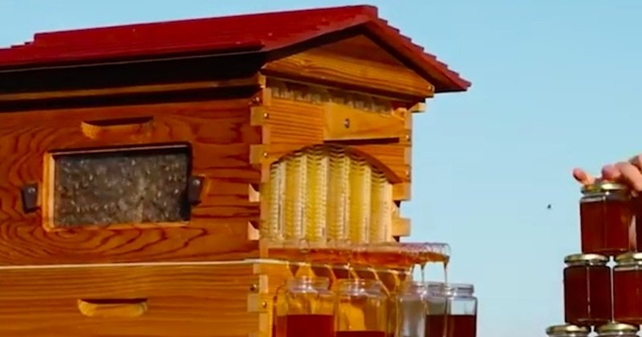Flow Hive, la ruche révolutionnaire qui permet de récolter du miel avec  un... robinet - Vidéo Dailymotion