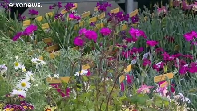 Regno Unito: pollice (verde) su! Riaprono i negozi di giardinaggio