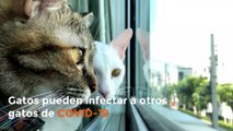 Estudio encuentra que los gatos pueden transmitirse entre ellos el COVID-19