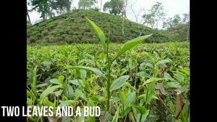 Tea capital of Bangladesh | Sreemangal |  Moulvibazar by dipuNET. Tea garden.