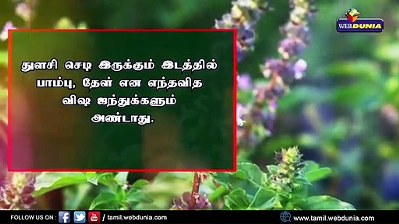 மருத்துவ குணம் நிறைந்த துளசி..!