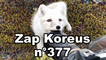 Zap Koreus  n°377