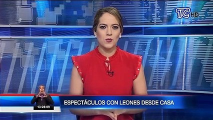 Desde casa un domador de leones da espectáculos