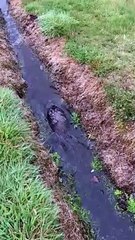 Platypus Escorted Safely To the Water in Waratah