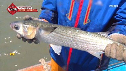 지금은 보리숭어가 딱 제철!