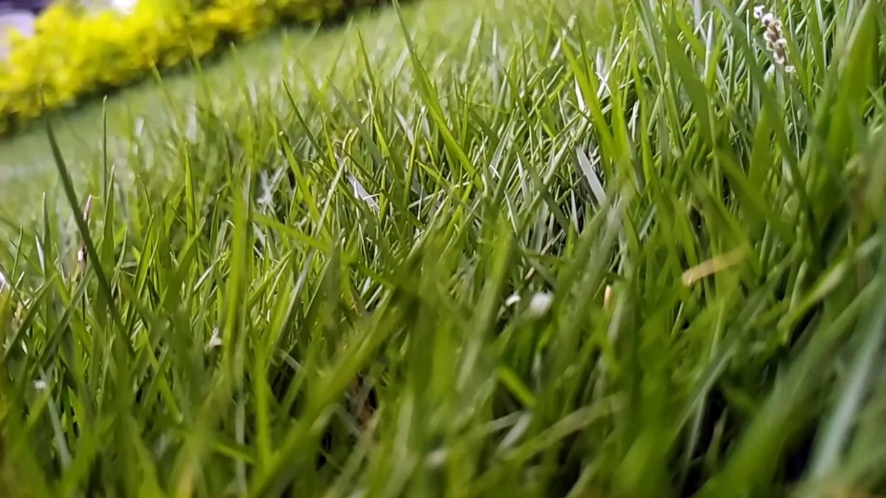 Grassland and slow motion video