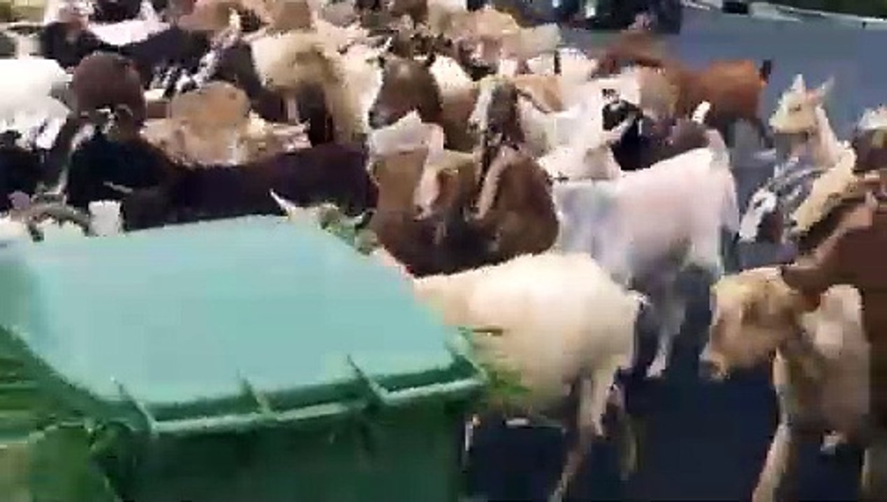 Cabras protagonizam fuga e invadiram as ruas da Califórnia