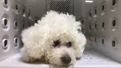 가전사들, 반려동물 앞으로!...'펫 가전' 시장 급성장 / YTN