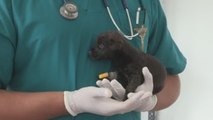 Perros y gatos sufren abandono en Colombia durante cuarentena por la pandemia del COVID-19