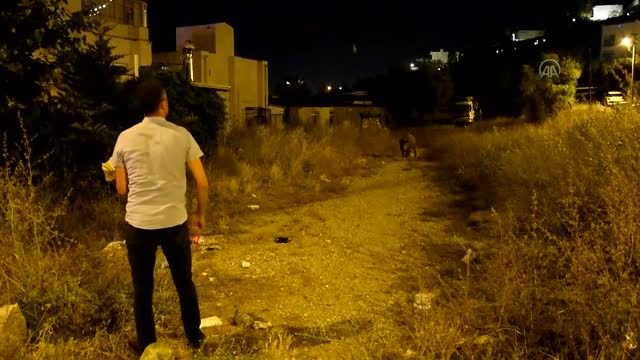 Bodrum'da bir hayvansever şehre inen yaban domuzunu ekmekle besledi