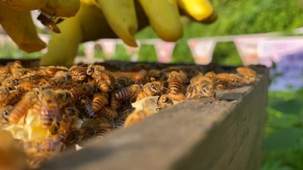 Third-generation Hong Kong beekeeper demonstrates how honey is collected