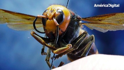¿Qué probabilidad existe de que la Vespa Mandarinia llegue a América Latina?