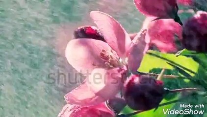 Enjoy moon soon Barish with Romantic Song " Barish ki chund boondien mere Dil ko"