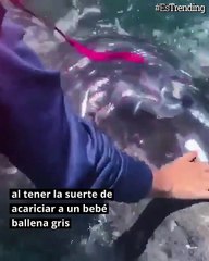 Una cría de ballena sorprende a turistas y 'pide' que la acaricien