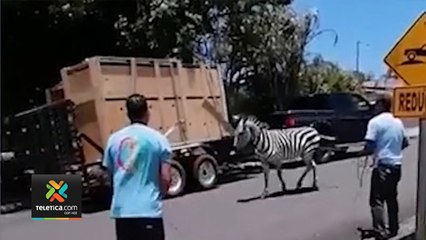 tn7-Fiscalía investiga supuesto comercio y trasiego ilegal de cebra en Guanacaste-150520