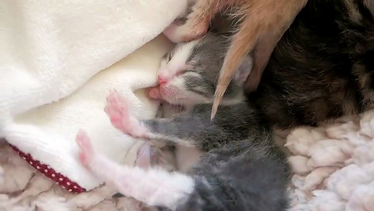 cute cat feeling sad