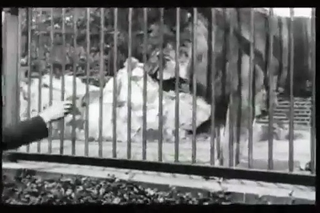 Lion (León) [1896]