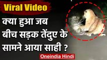 Viral Video: जब तेंदुए से भिड़ गया सेही लड़ाई देख हैरान रह गए सब | वनइंडिया हिंदी