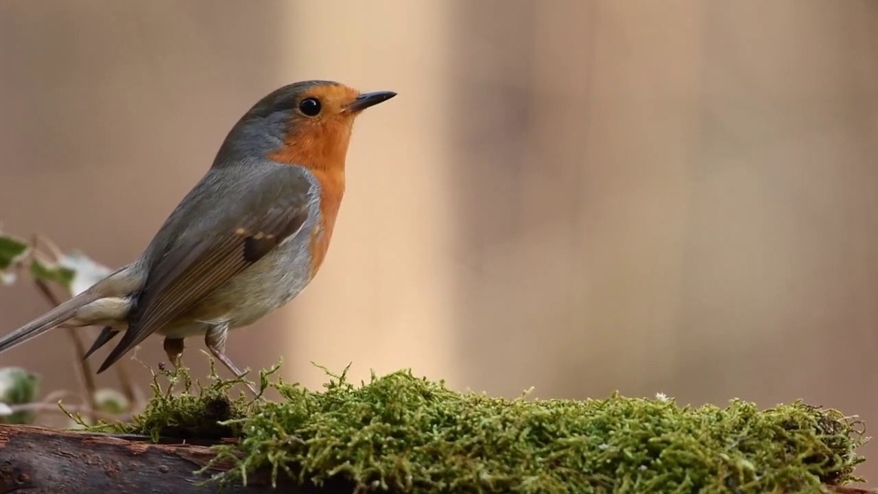 Relaxing and soothing piano music with beautiful nature | শিথিল পিয়ানো সঙ্গীত | 2020 | *Special* 01