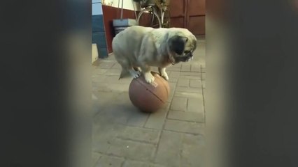 VIDEOS VIRALES | Si Te Ries Pierdes  | Mayo 2020 #2