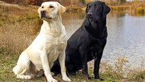 İngiltere, koronavirüs tespit etmesi için köpek eğitecek