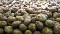 Tarım ve Orman Bakanlığı, 50 bin ton patates ihracatına izin verdi