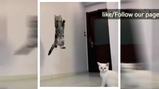 Funny Cat Videos  Try Not To Laugh Or Grin  Challenge ❗