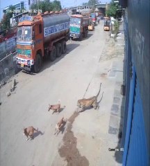 Dogs attack cheeta video