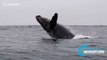 Spectacular moment baby humpback whale breaches off Californian coast