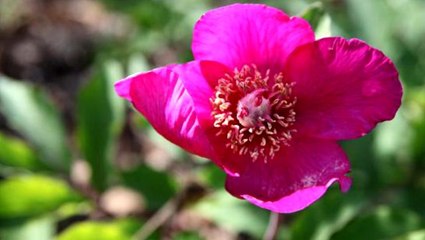 Şakayık çiçeğine zarar veren yandı! Cezası 60 bin TL