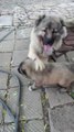 KAFKAS COBAN KOPEGi YAVRULARI - CUTE CAUCASiAN SHEPHERD DOG PUPPiES