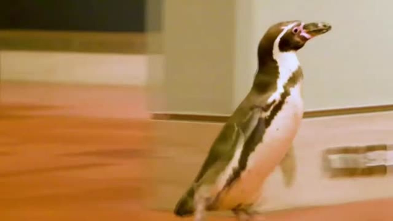 Un trío de pingüinos visita durante la cuarentena el museo de arte de Kansas City