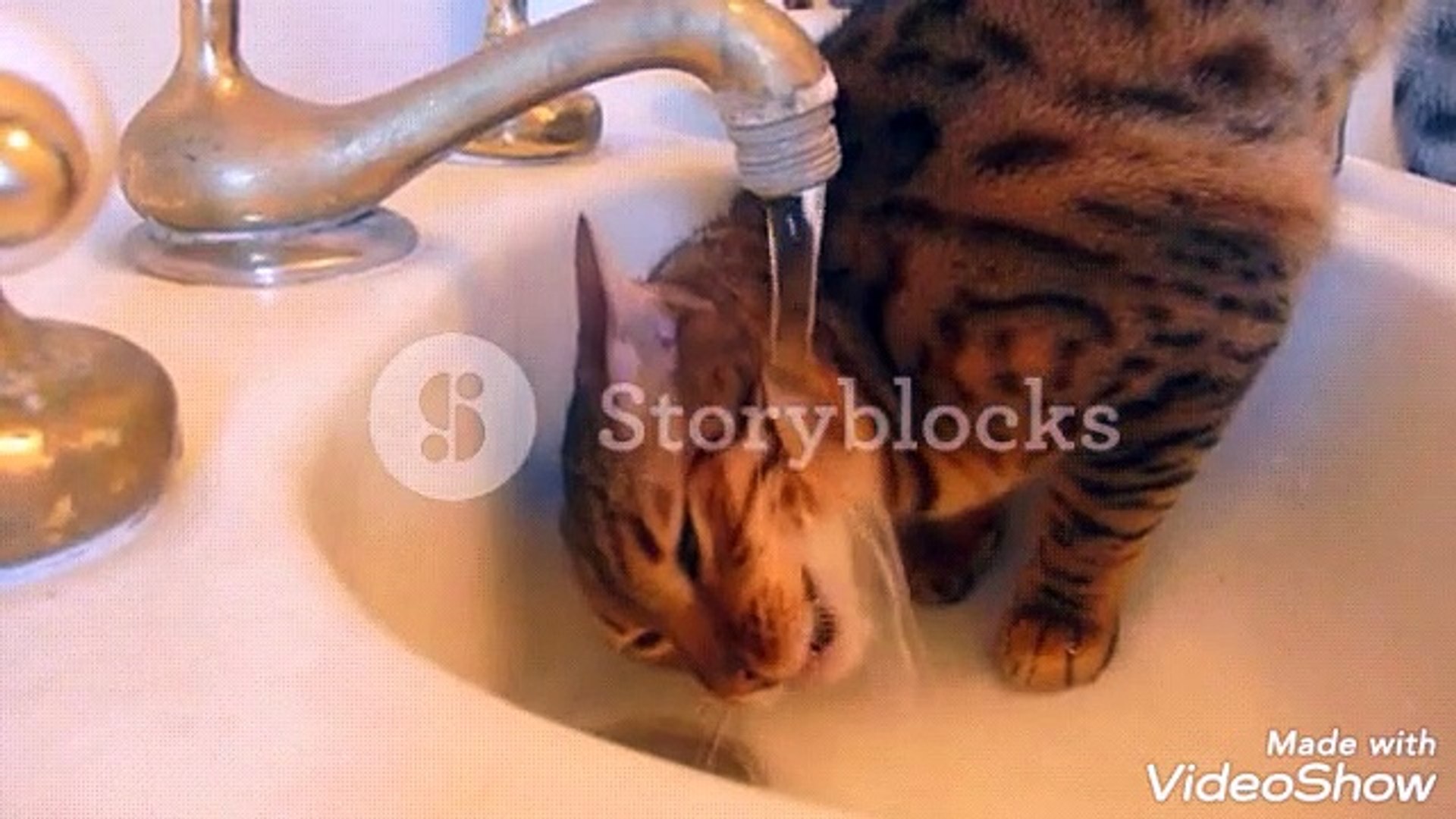 Cat videos|Cat video for funny cat