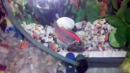 very beautiful fish