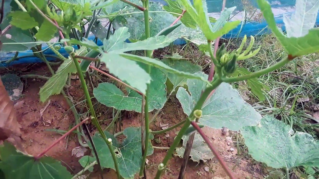 ladyfingur tree