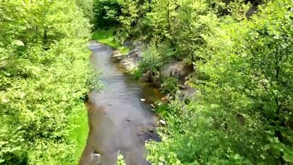 Sayıları azalan endemik bitkiler laboratuvarda çoğaltılıyor